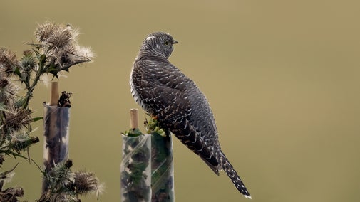 Juvenile cuckoo at Woolacombe, Devon